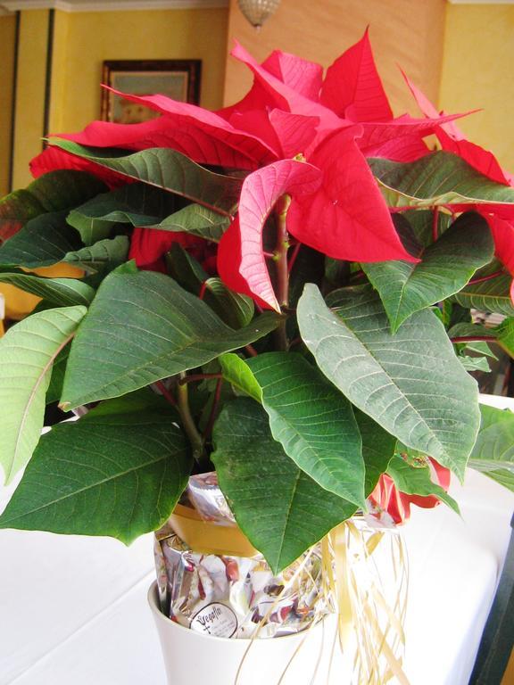 Casa Rural Patino Guest House Quintanas de Gormaz Ngoại thất bức ảnh
